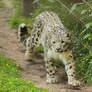 Snow Leopard 1