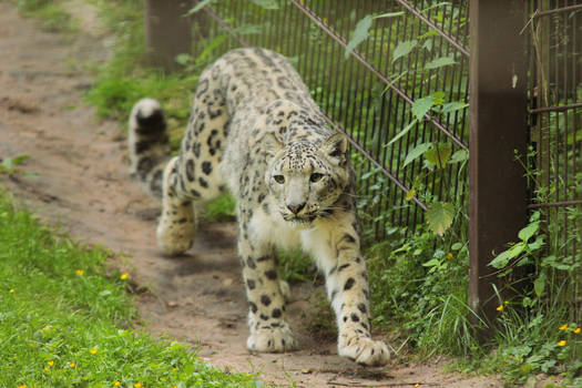 Snow Leopard 1