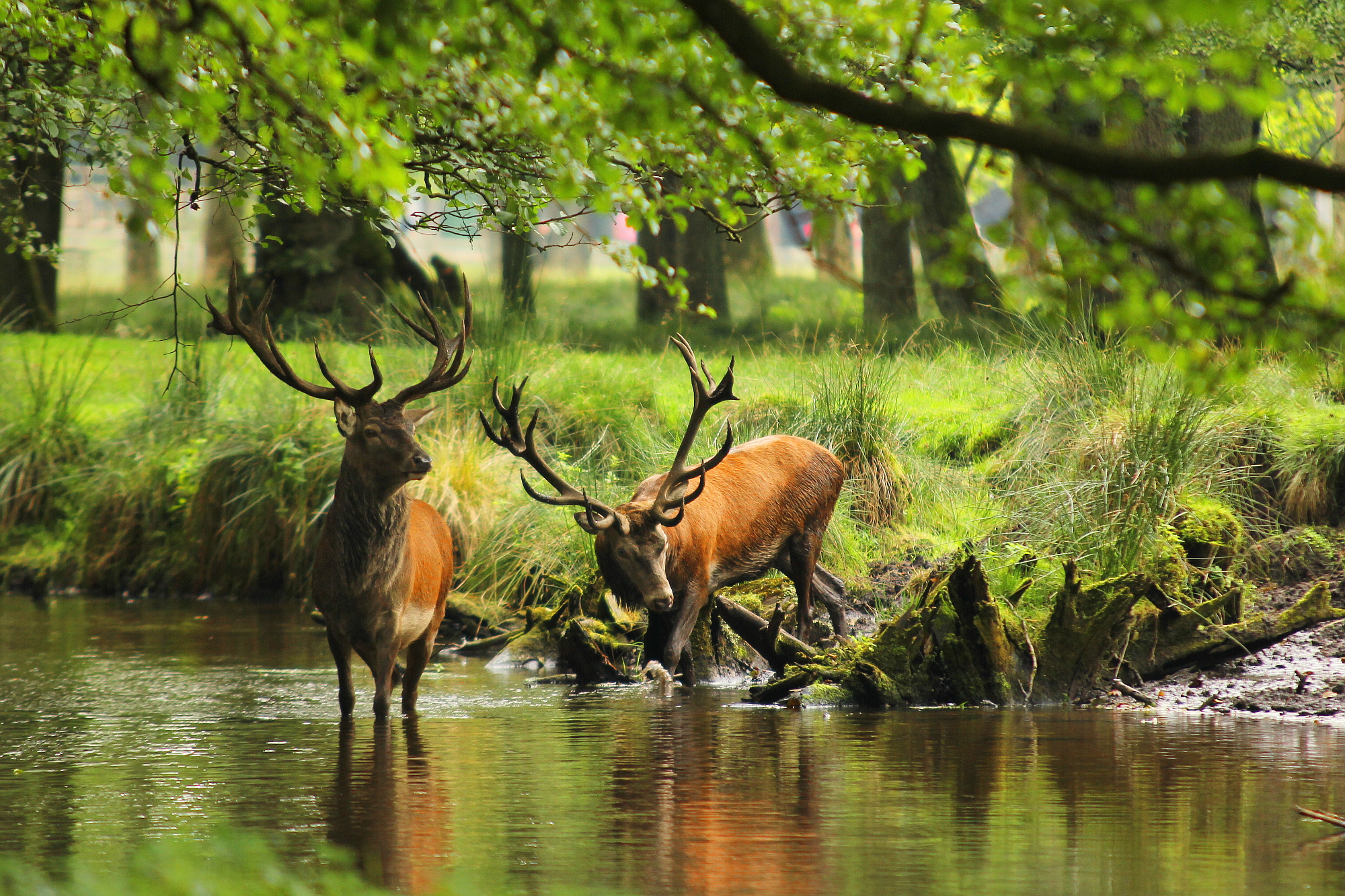 Red Deer 5