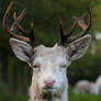 Deer 6