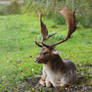 Fallow Deer 3
