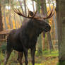 Moose 1