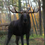 Moose 2