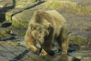 Bear 2 by landkeks-stock