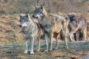 Wolf Pose 20 by landkeks-stock