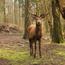 Red Deer 7