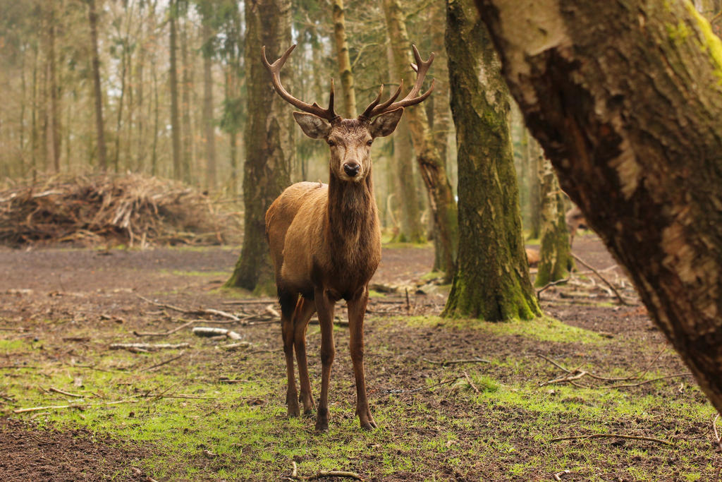 Red Deer 7 by landkeks-stock