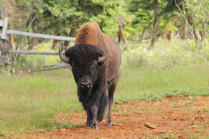 Bison