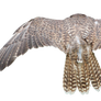 Cut out Wings PNG
