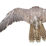 Cut out Wings PNG