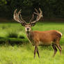 Red Deer 9