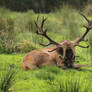 Red Deer 12