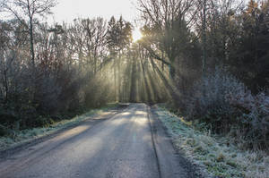 Forest 12 by landkeks-stock Forest 12 by landkeks-stock