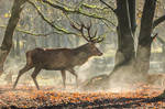 Red Deer 13