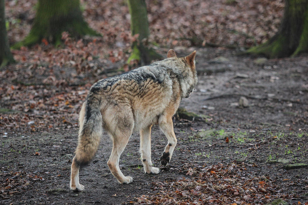 Wolf Pose 28