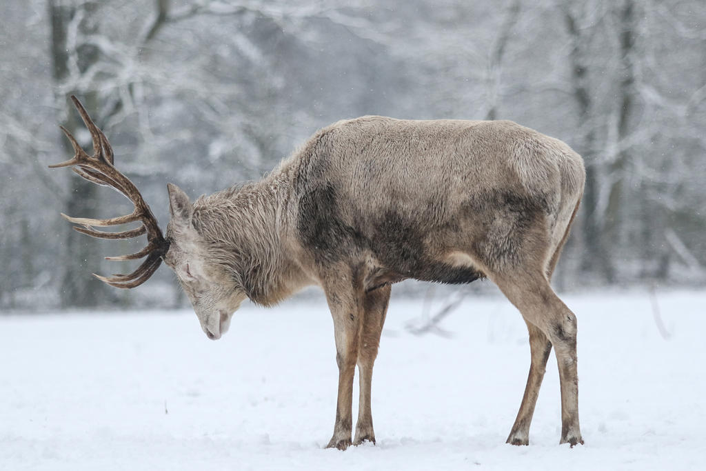 Red Deer 14