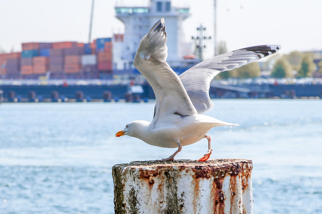 Seagull by landkeks-stock