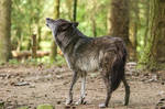 Wolf Pose 35