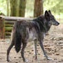 Wolf Pose 36