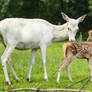 Red Deer 15