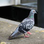 Pigeon 1