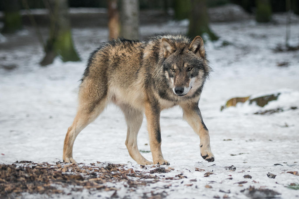Wolf Pose 38 by landkeks-stock on DeviantArt