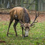Red Deer 17