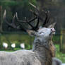 Red Deer 18