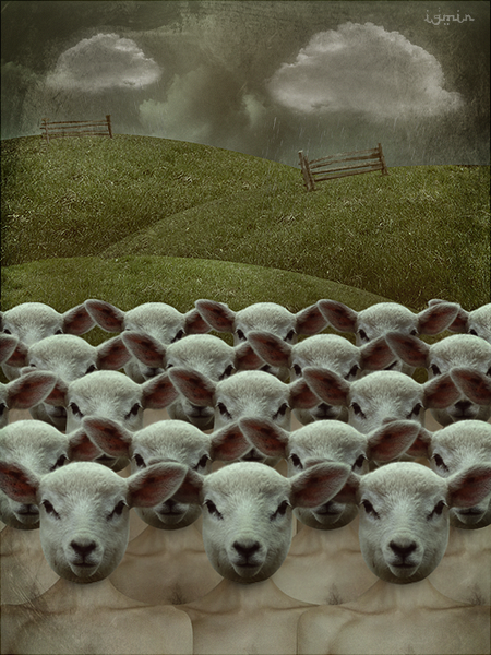 A Nation Of Sheep