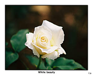 White Beauty