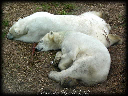 Polar Bear at Ouwehands zoo, The Netherlands 8