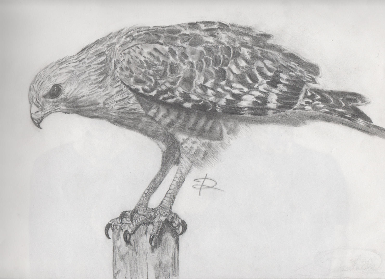 Hawk by Danielle-Robitaille on DeviantArt