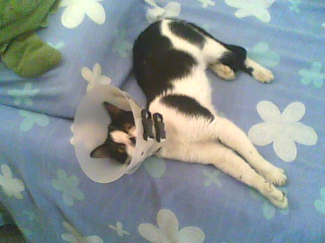 My Cat Lampshade 1 By Catreu On Deviantart