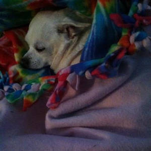 Pearlie snuggled up in her blanket