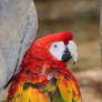 Beautiful Macaw