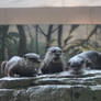 otters yawning