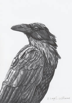 Raven 2