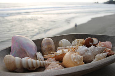 Seashells