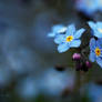 forget-me-nots1...