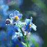 forget-me-nots5...