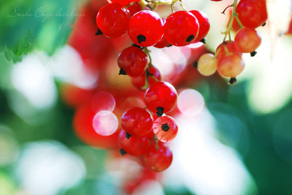 currants...