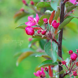 Pink apple-tree