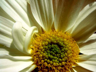 white daisy pt.4
