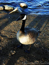 Goose