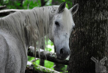 Smokies-Horse