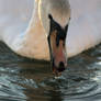 Swan Drinking