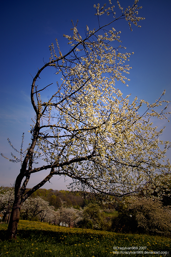 Bent Tree