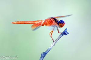 Dragonfly3