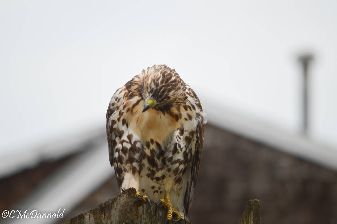 Redtail Hawk by drgnfly4free
