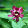 Calycanthus